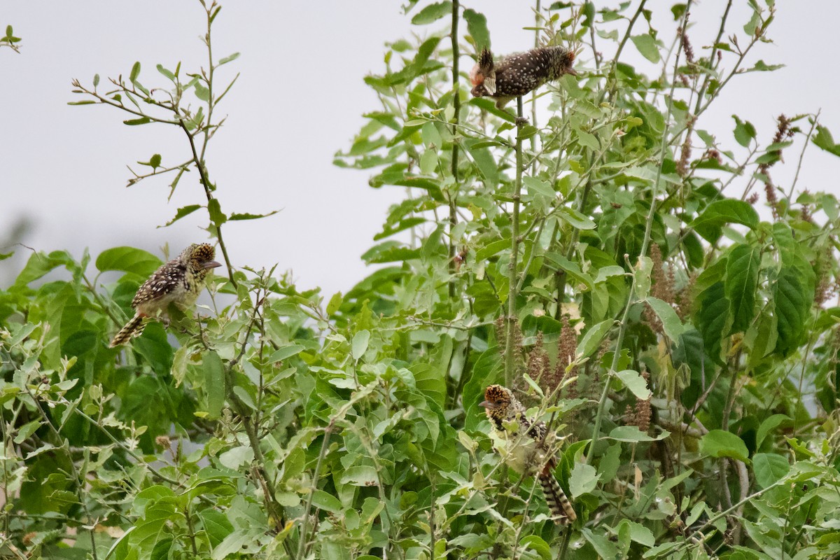 D'Arnaud's Barbet - ML614379944