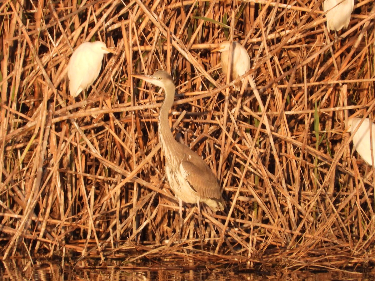 Gray Heron - biel miquel