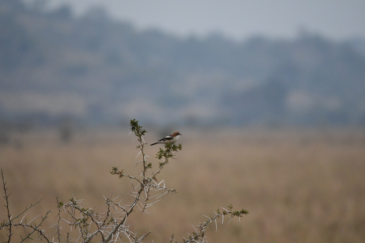 Woodchat Shrike - ML614380039