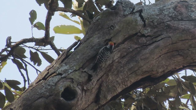 Brown-fronted Woodpecker - ML614380054