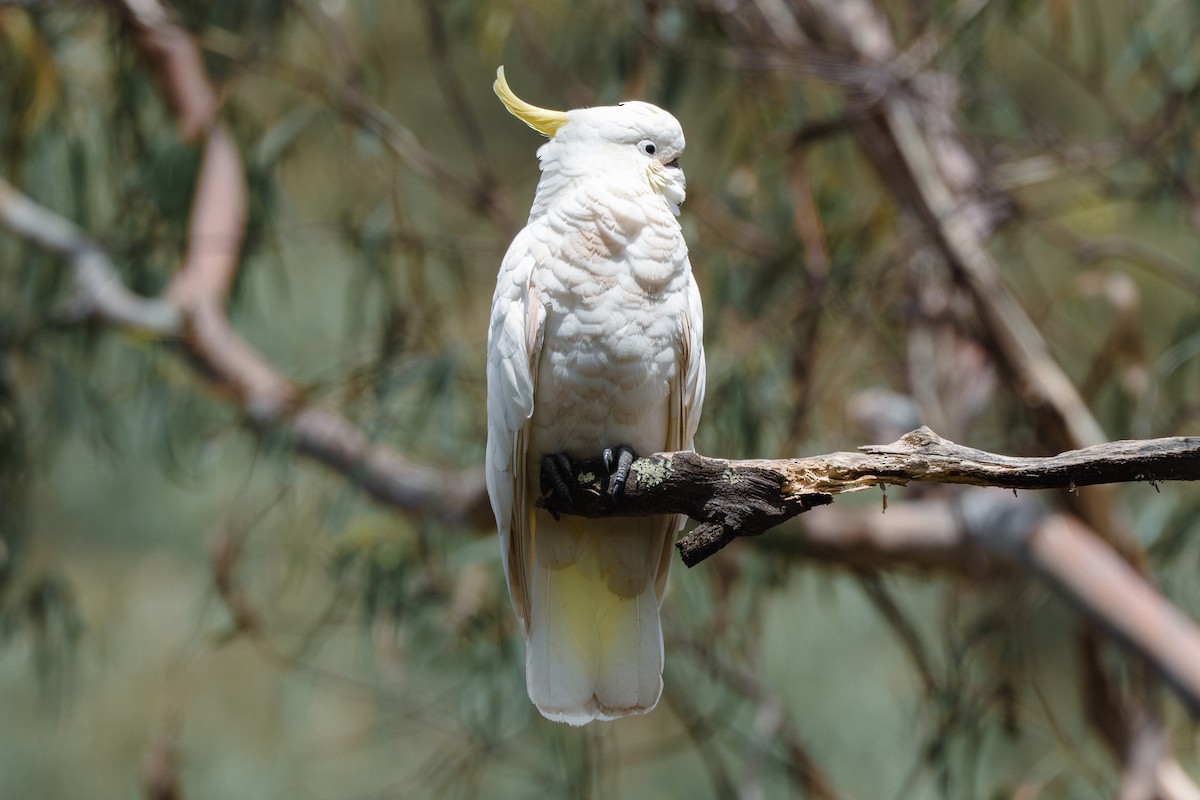 Sulphur-crested Cockatoo - Gary Dickson
