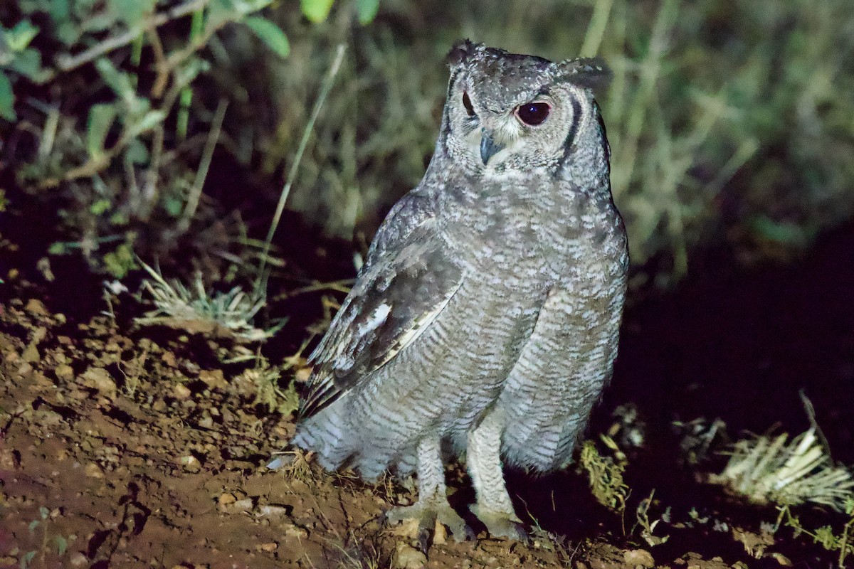 Grayish Eagle-Owl - ML614380221