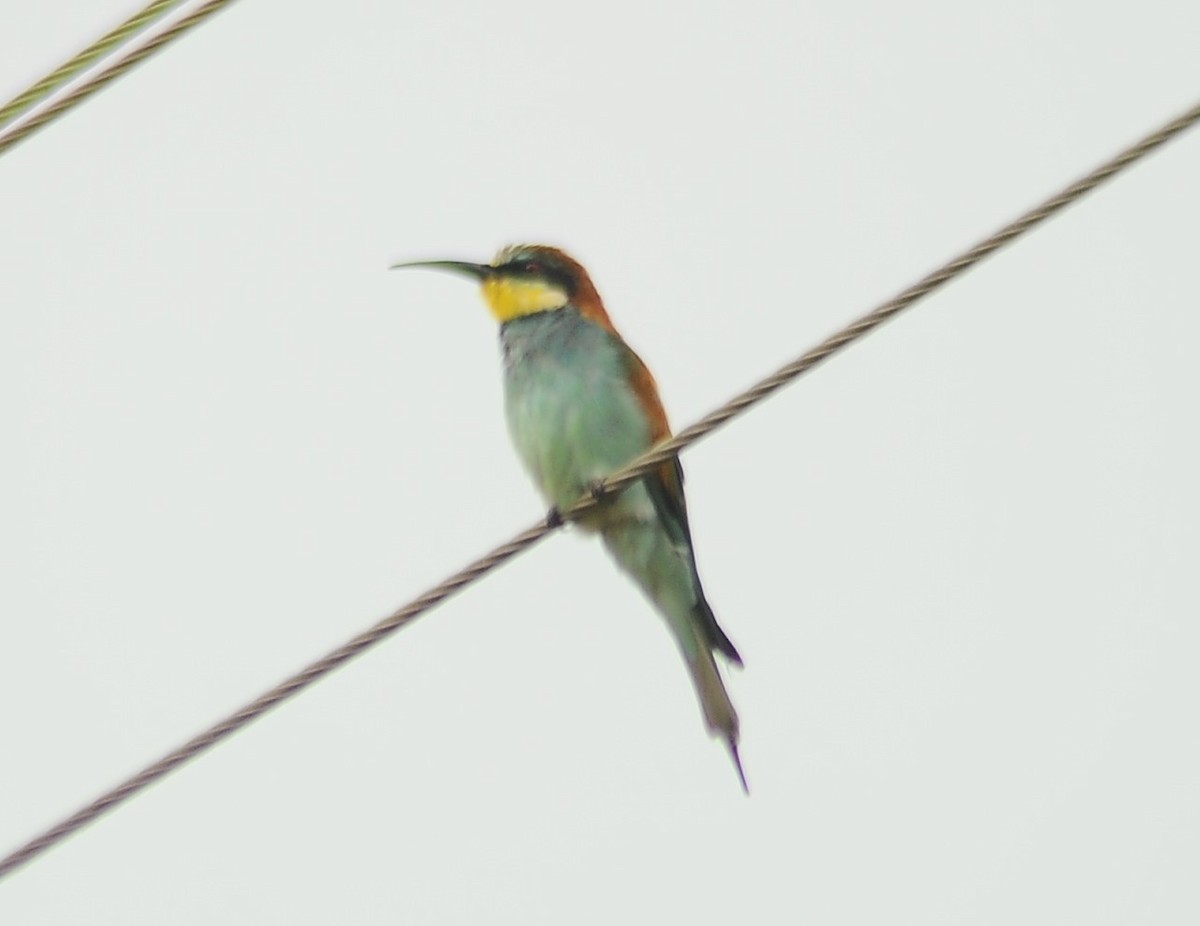 European Bee-eater - ML614380236