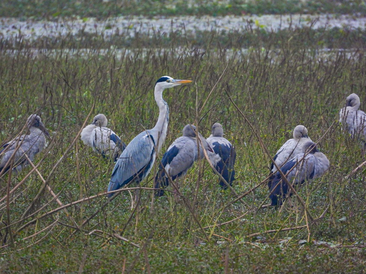 Gray Heron - ML614380238