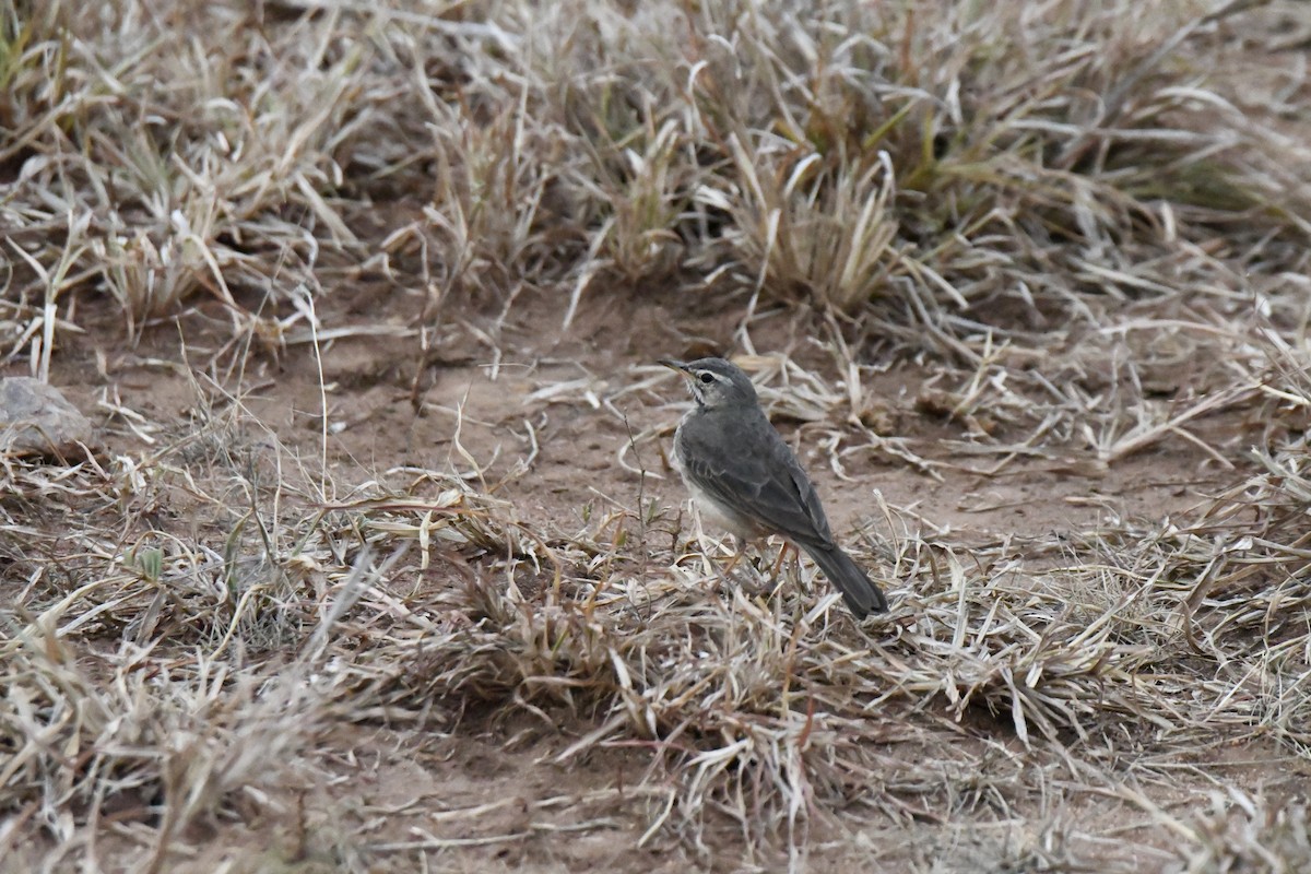 Plain-backed Pipit - ML614380244