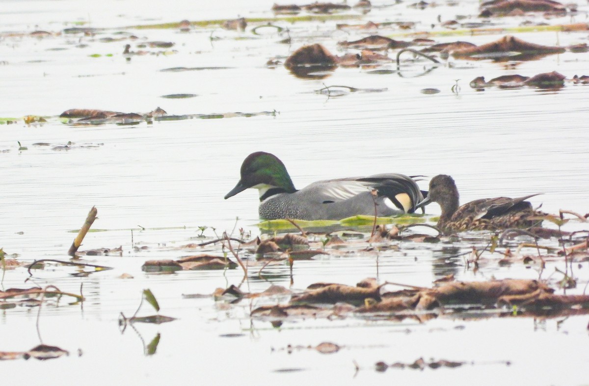 Falcated Duck - ML614380257