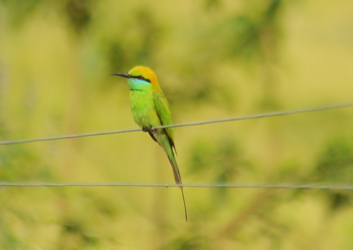 Asian Green Bee-eater - ML614380265