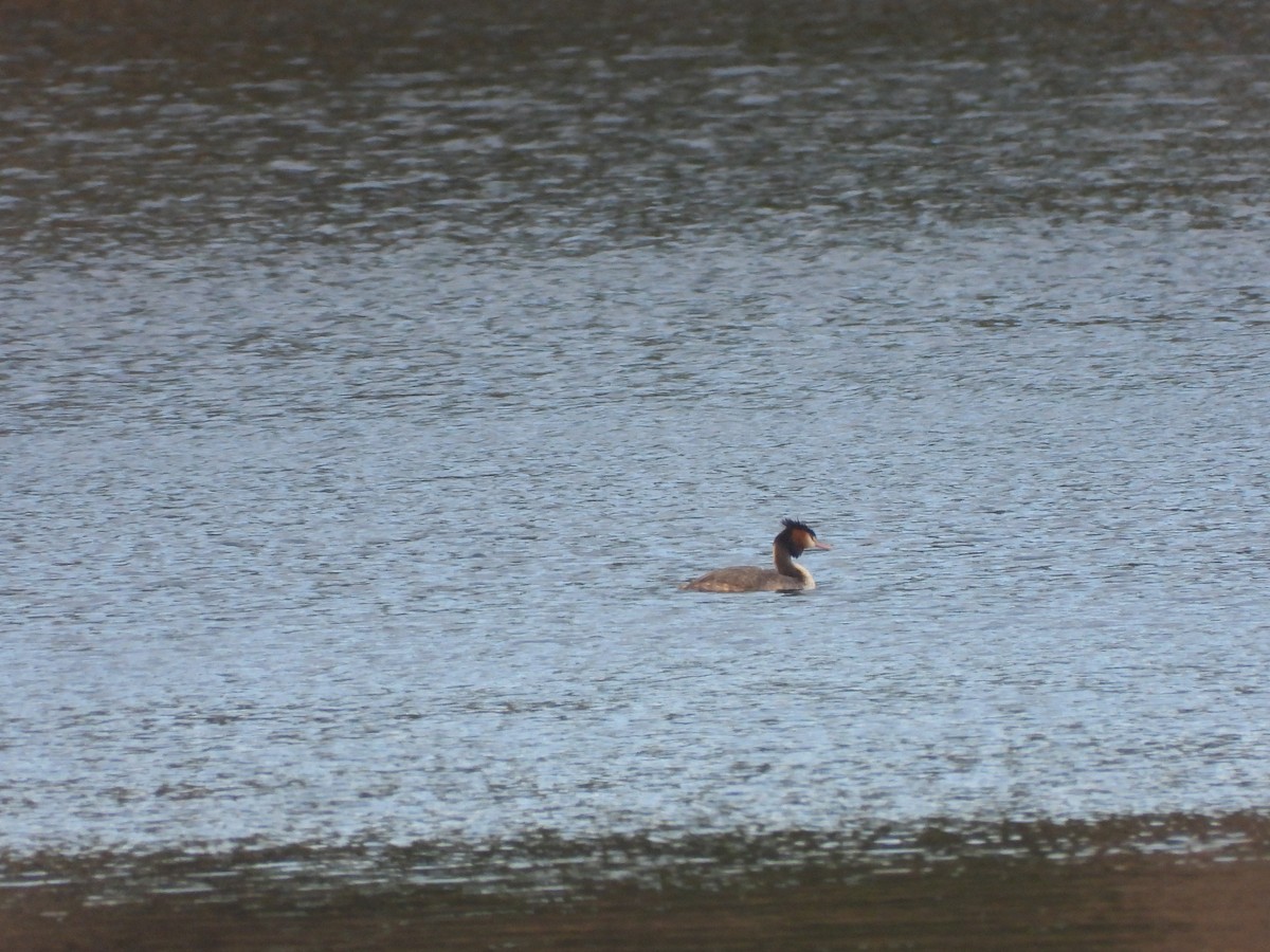 Great Crested Grebe - David Dedenczuk