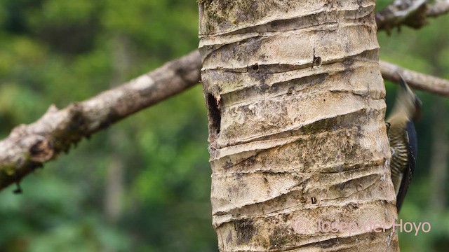 Black-cheeked Woodpecker - ML614380306