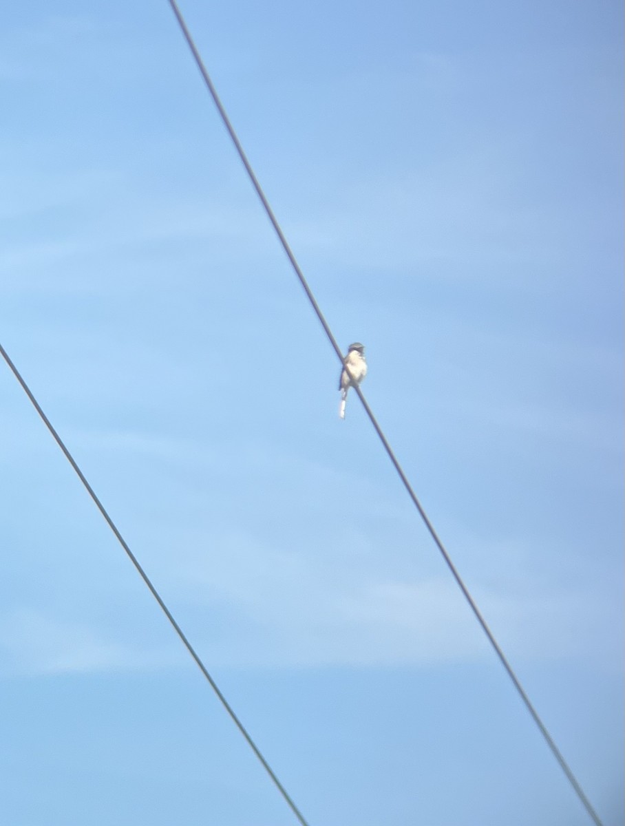 Loggerhead Shrike - ML614380319