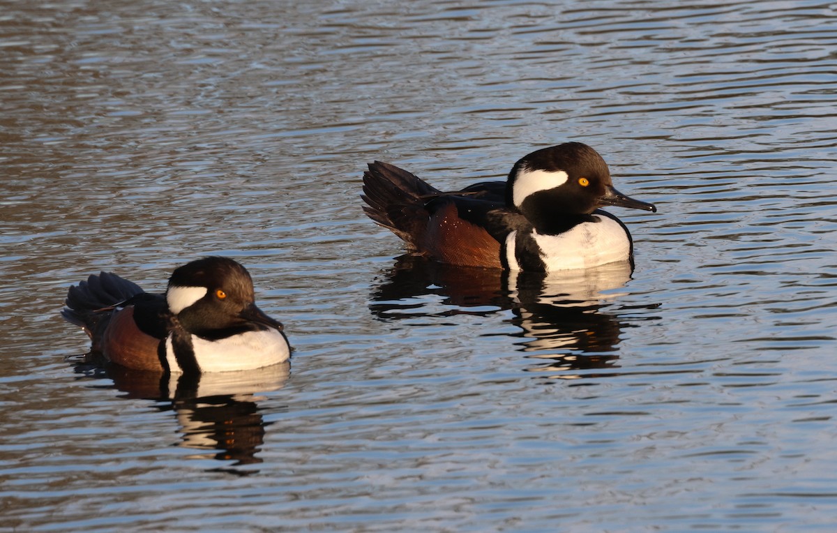 Hooded Merganser - Anne Ruben