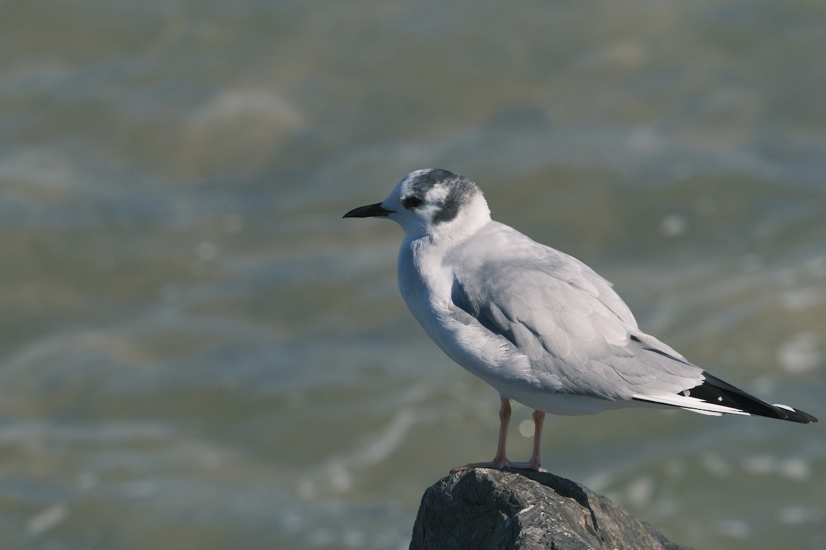 Mouette de Bonaparte - ML614380395