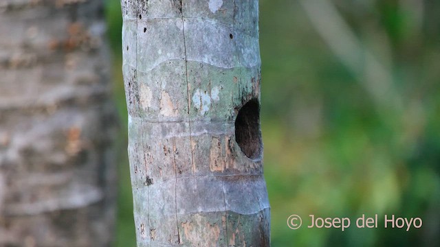 Black-cheeked Woodpecker - ML614380435