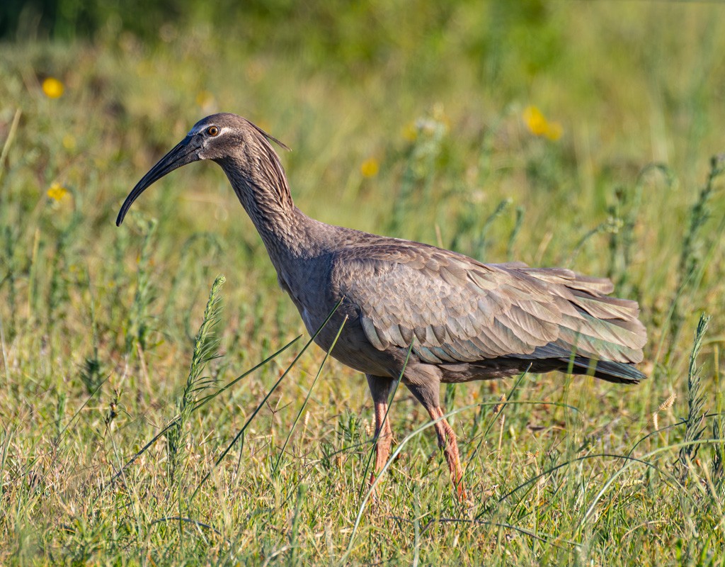 Plumbeous Ibis - ML614380440