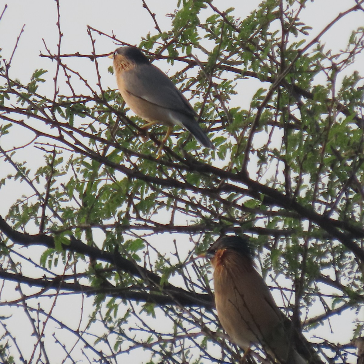 Brahminy Starling - ML614380470