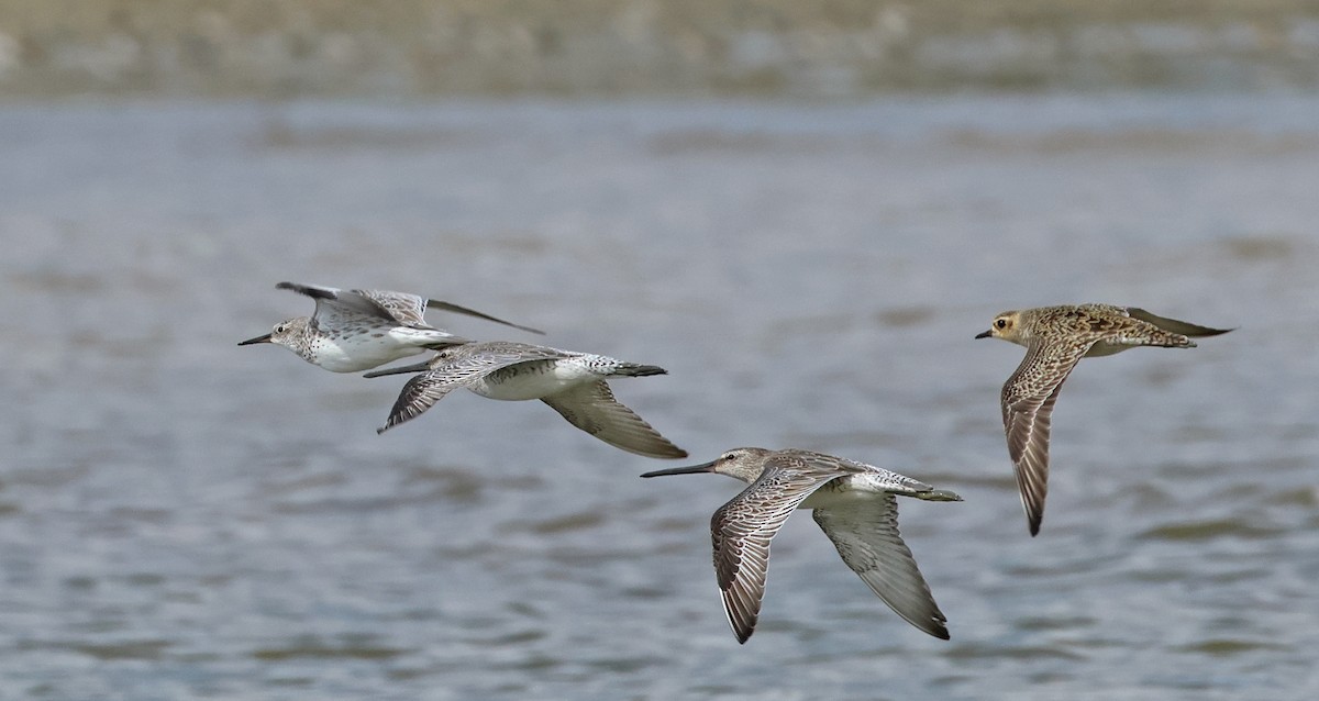 Asian Dowitcher - ML614380487