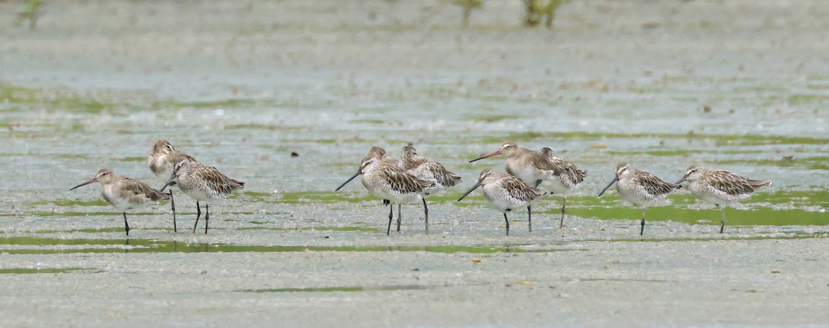 Asian Dowitcher - ML614380488