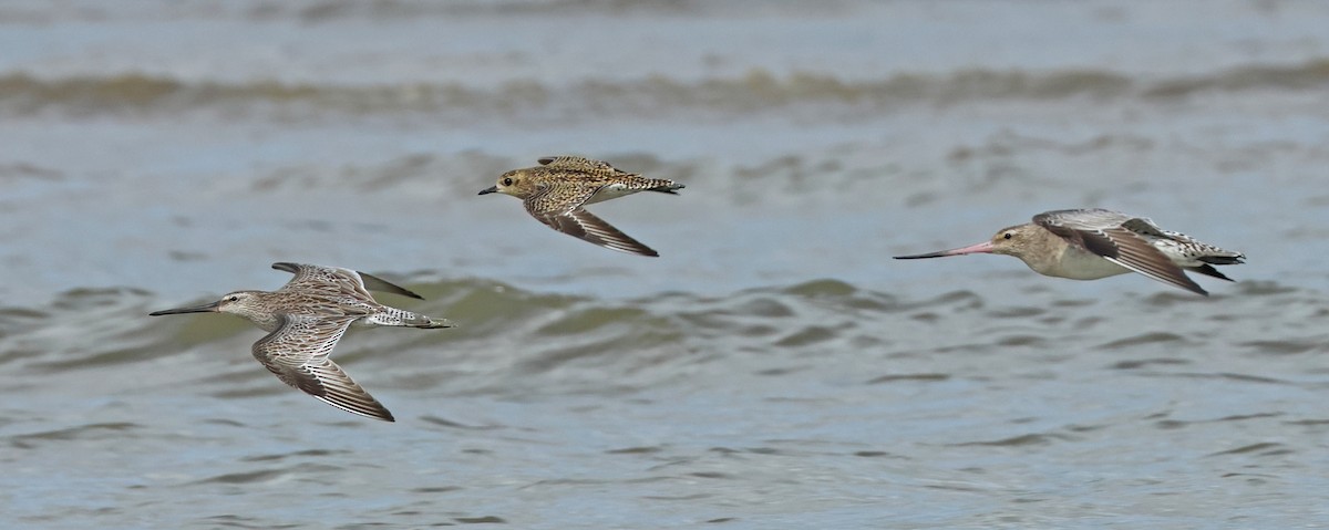 Asian Dowitcher - ML614380489