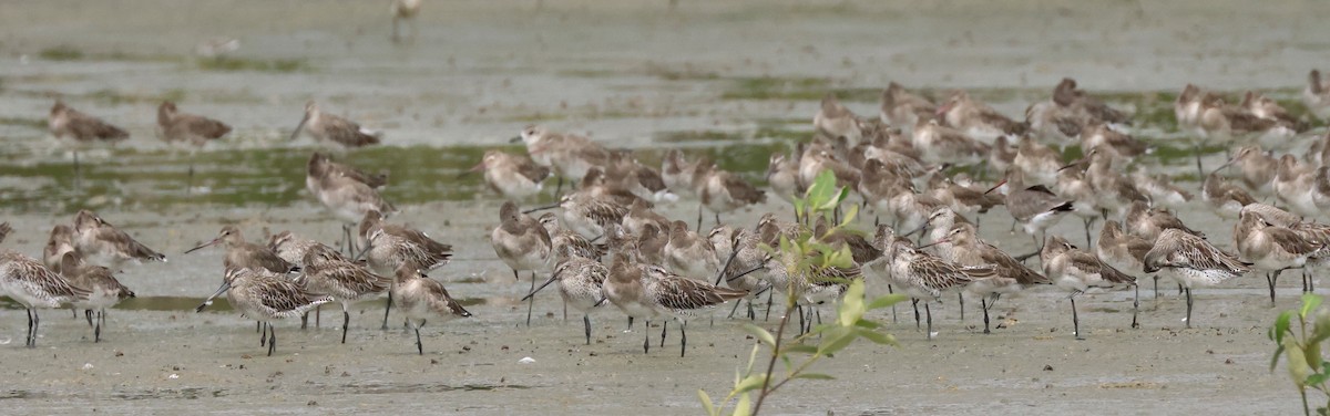 Asian Dowitcher - ML614380490