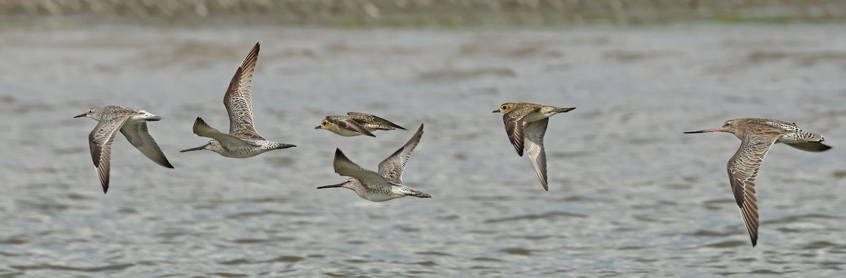 Asian Dowitcher - ML614380494