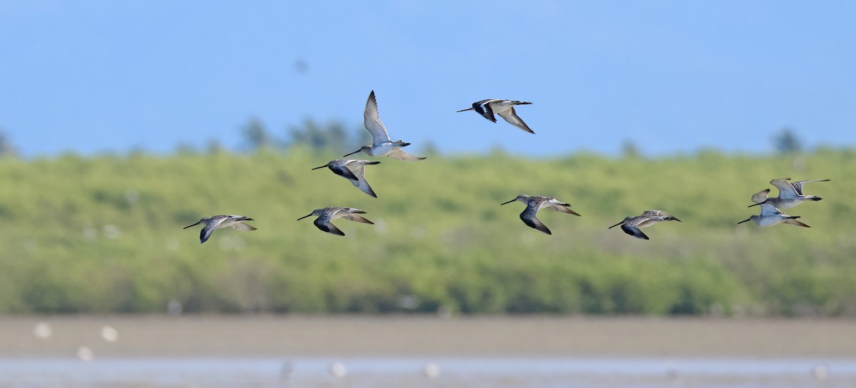 Asian Dowitcher - Dave Bakewell