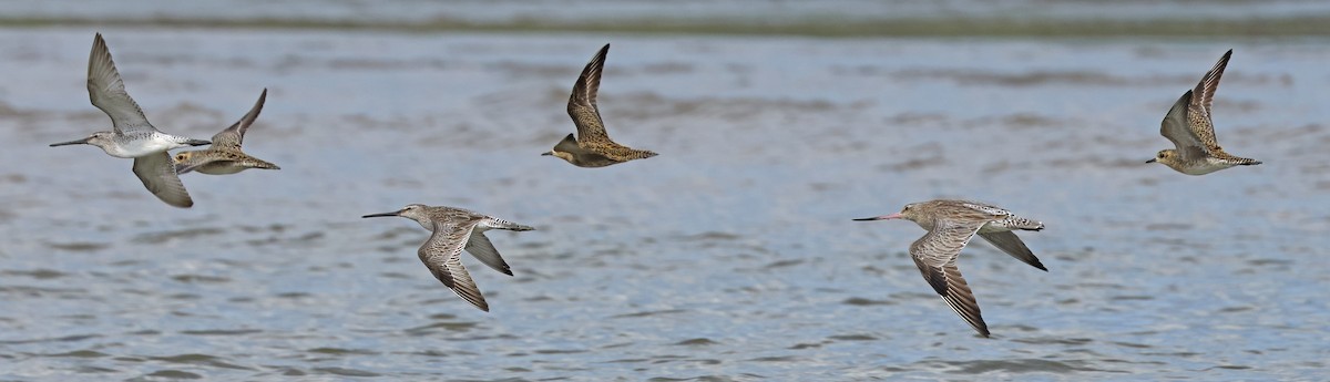 Asian Dowitcher - ML614380496
