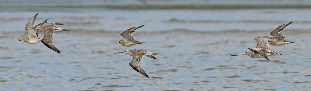 Asian Dowitcher - ML614380497