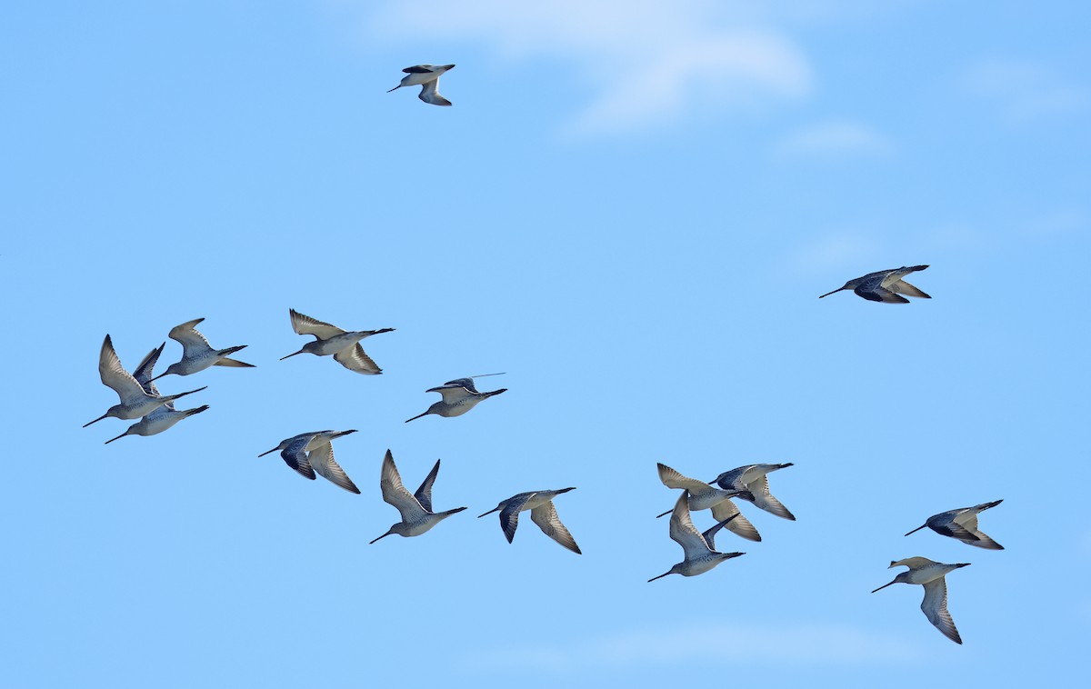 Asian Dowitcher - ML614380498