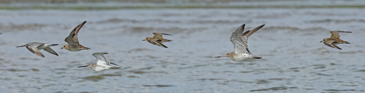 Asian Dowitcher - ML614380499