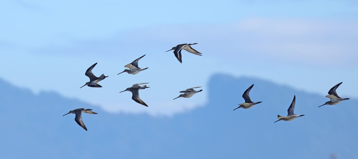 Asian Dowitcher - ML614380500