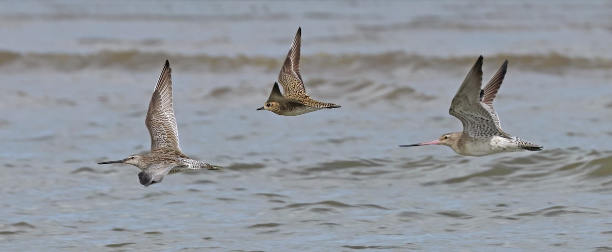 Asian Dowitcher - ML614380501