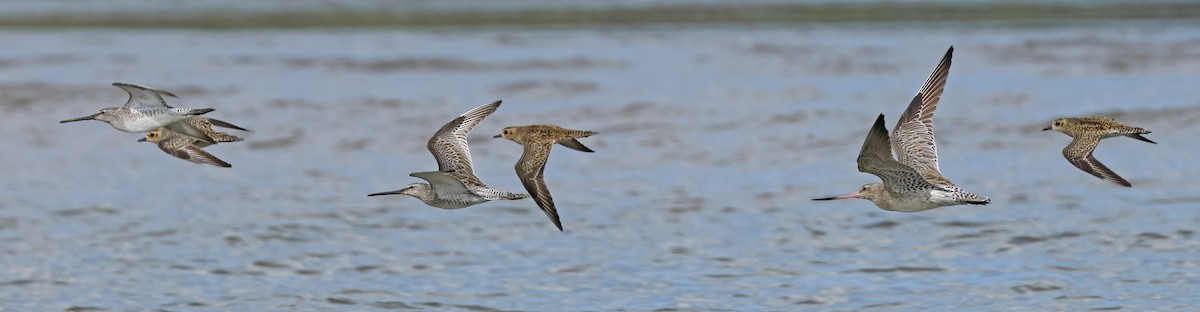 Asian Dowitcher - ML614380502