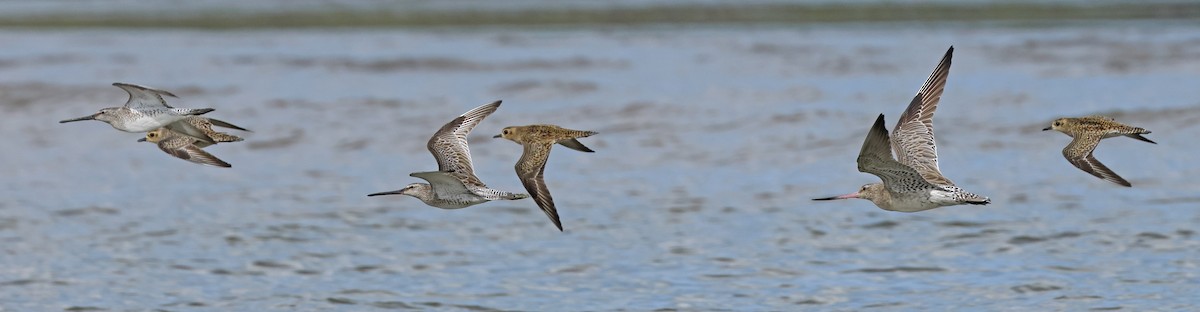 Steppenschlammläufer - ML614380502