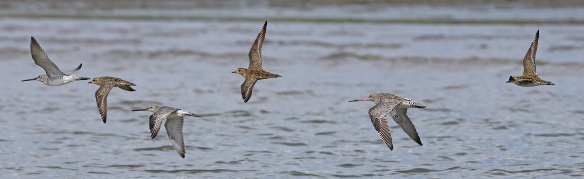 Asian Dowitcher - Dave Bakewell