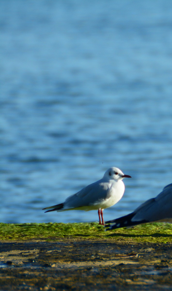 Mouette rieuse - ML614380573