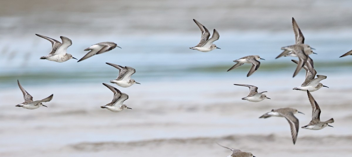 Broad-billed Sandpiper - ML614380616