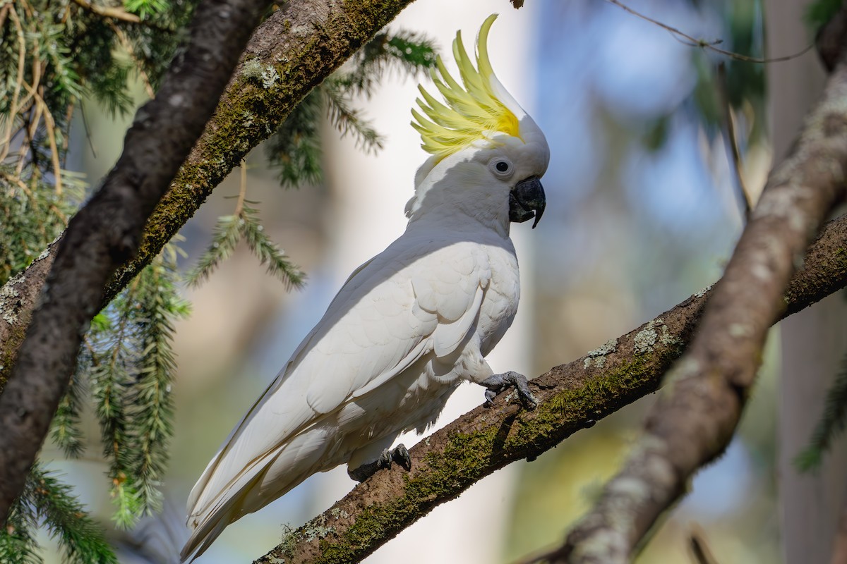 Sulphur-crested Cockatoo - Gary Dickson