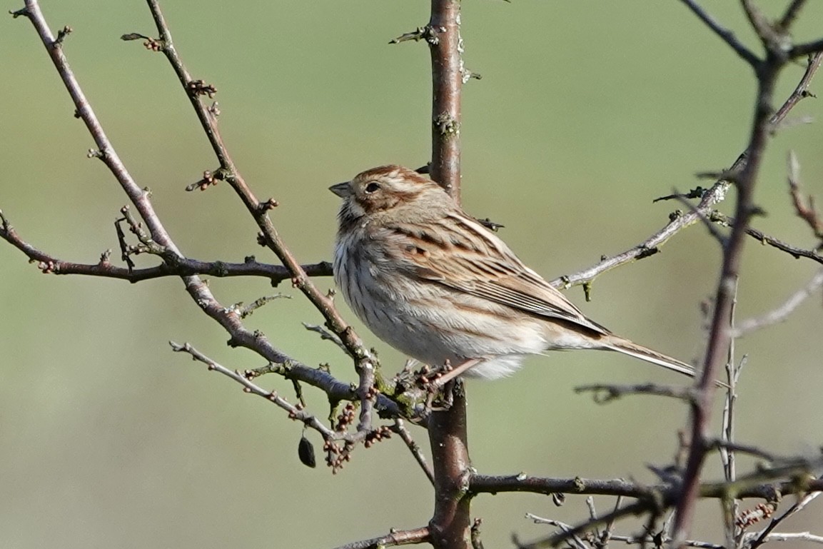 Reed Bunting - Daniel Winzeler