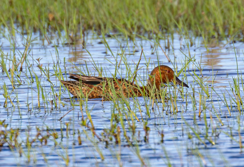 Cinnamon Teal - ML614380701