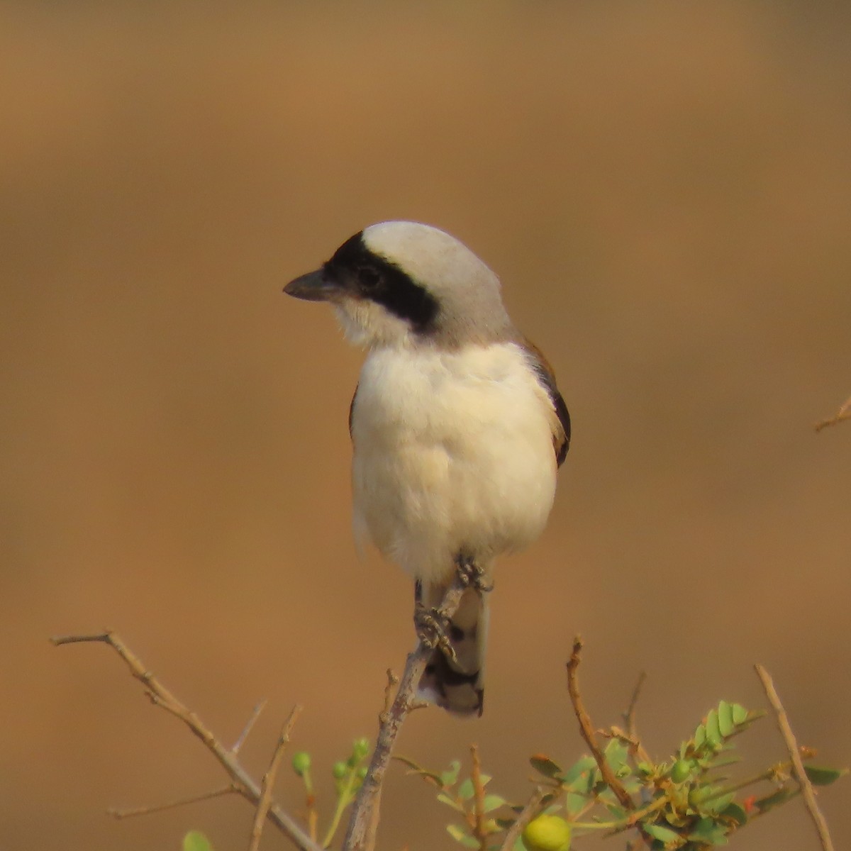 Long-tailed Shrike - Narender cv