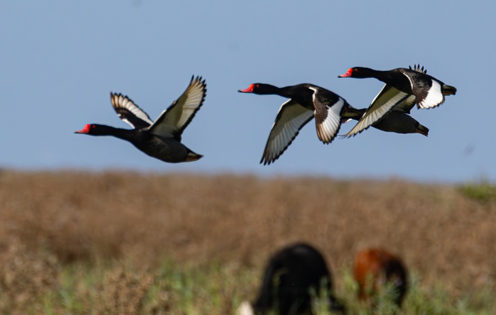 Rosy-billed Pochard - ML614380732