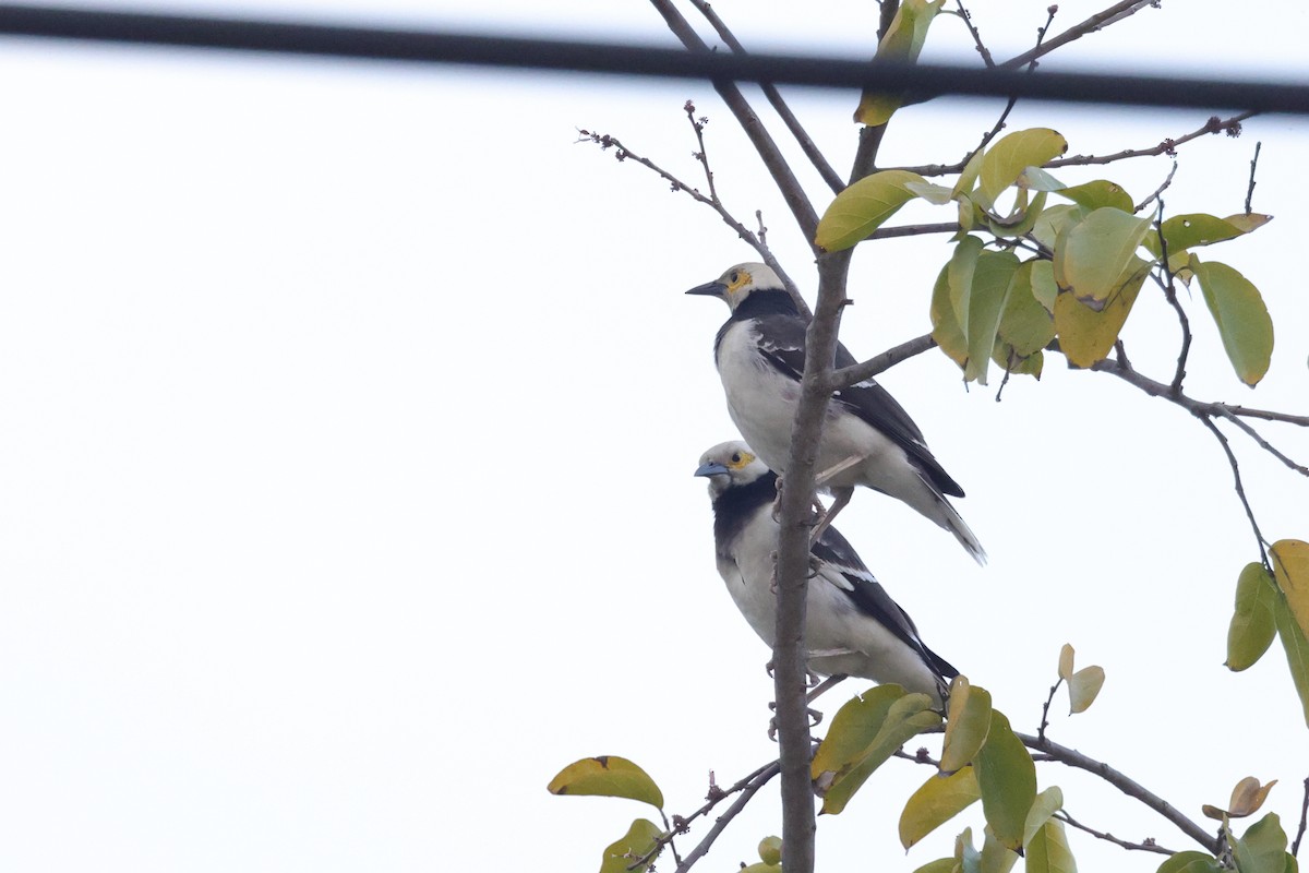 Black-collared Starling - ML614380744