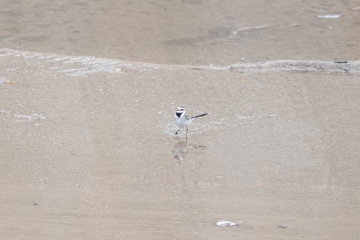 White Wagtail - Shawn O'Neil