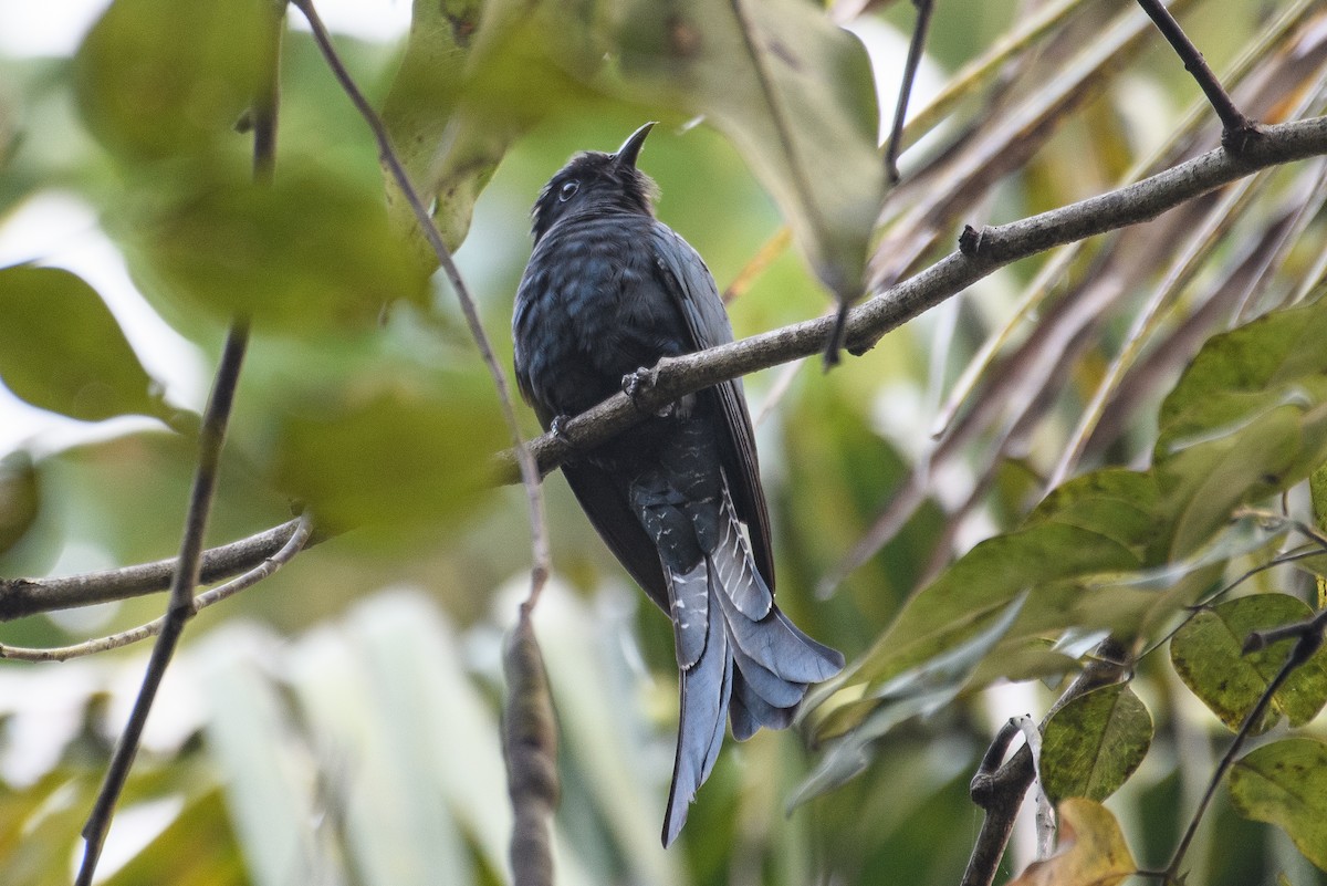 Fork-tailed Drongo-Cuckoo - ML614380790