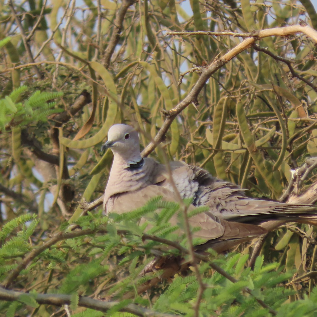 Red Collared-Dove - Narender cv