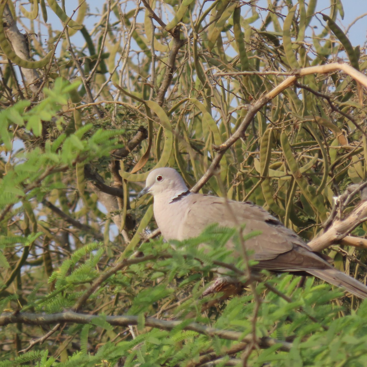 Red Collared-Dove - Narender cv