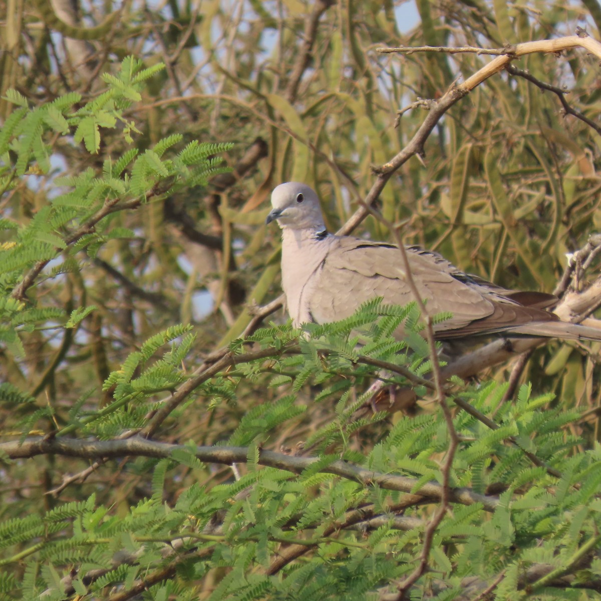 Red Collared-Dove - Narender cv