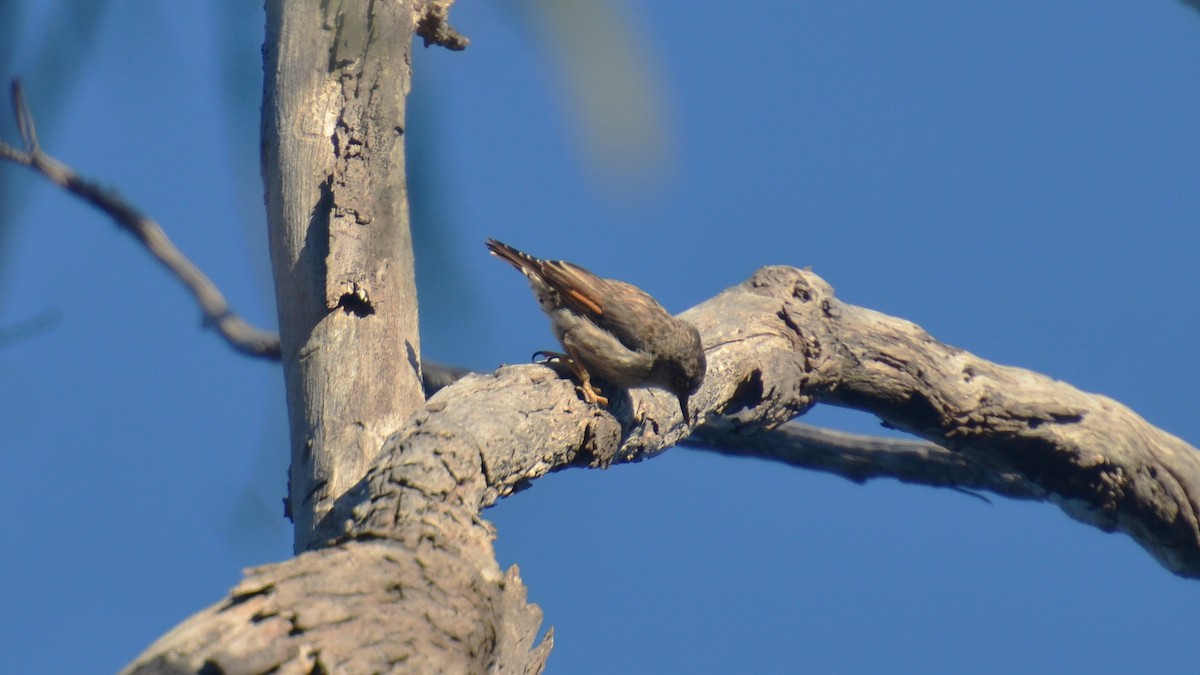 Varied Sittella - ML614380848