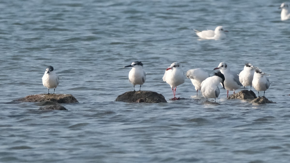 Sandwich Tern - ML614380861