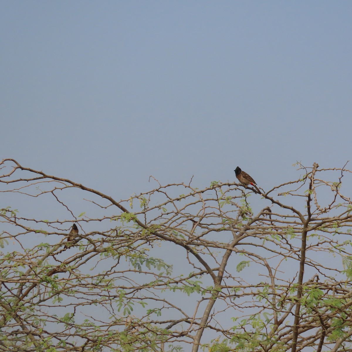 Red-vented Bulbul - ML614380905